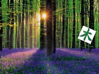 feng shui y el elemento madera