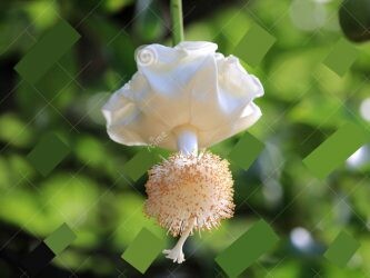 Feng Shui y el Baobab